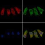 GRIP2 Polyclonal Antibody