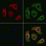 IGFL2 Antibody in Immunocytochemistry (ICC/IF)