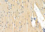 IGFL2 Antibody in Immunohistochemistry (Paraffin) (IHC (P))