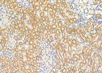 IGFL2 Antibody in Immunohistochemistry (Paraffin) (IHC (P))