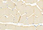IGFL2 Antibody in Immunohistochemistry (Paraffin) (IHC (P))