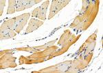 IGFL2 Antibody in Immunohistochemistry (Paraffin) (IHC (P))