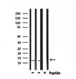 IGFL2 Antibody in Western Blot (WB)