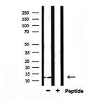 XCL1/XCL2 Polyclonal Antibody