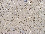 Cyclin B3 Antibody in Immunohistochemistry (Paraffin) (IHC (P))