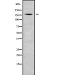 Cyclin B3 Antibody in Western Blot (WB)
