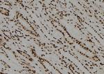 CDC14B/CDC14C Polyclonal Antibody