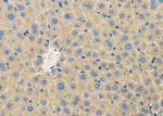 CYP4Z1/CYP4Z2P Antibody in Immunohistochemistry (Paraffin) (IHC (P))