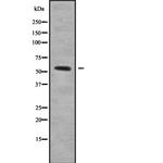 NEK3 Polyclonal Antibody