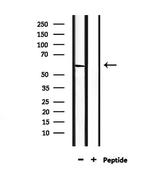 PCTAIRE2 Antibody in Western Blot (WB)