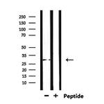 TSSK6 Antibody in Western Blot (WB)