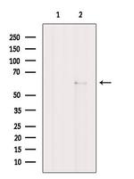 NRBP Antibody in Western Blot (WB)