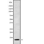 Apolipoprotein C1 Antibody in Western Blot (WB)