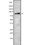 ADAM8 Antibody in Western Blot (WB)