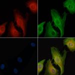 CD300b Polyclonal Antibody