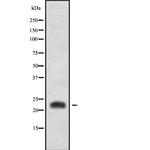 CD300b Antibody in Western Blot (WB)
