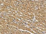 HBQ1 Antibody in Immunohistochemistry (Paraffin) (IHC (P))