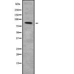 COLEC12 Polyclonal Antibody