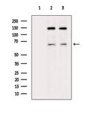 PODXL2 Polyclonal Antibody