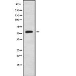 FCRL4 Antibody in Western Blot (WB)