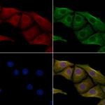 Cdc37L1 Polyclonal Antibody