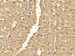 Cdc37L1 Antibody in Immunohistochemistry (Paraffin) (IHC (P))