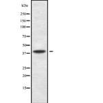 Cdc37L1 Antibody in Western Blot (WB)