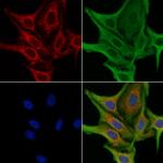 Relaxin 3 Polyclonal Antibody