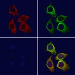 PSG3 Antibody in Immunocytochemistry (ICC/IF)