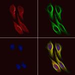 DNER Antibody in Immunocytochemistry (ICC/IF)