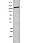 BAI2 Polyclonal Antibody