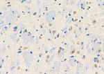 BAI3 Polyclonal Antibody