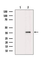 C5AR1 Antibody in Western Blot (WB)