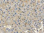 GPR112 Polyclonal Antibody