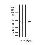 GPR85 Antibody in Western Blot (WB)