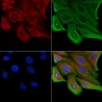 OR13J1 Polyclonal Antibody