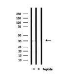 OR4C46 Polyclonal Antibody