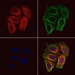 OR52E6/OR52E8 Antibody in Immunocytochemistry (ICC/IF)