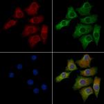 OR52J3 Polyclonal Antibody