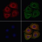 OR14A16 Antibody in Immunocytochemistry (ICC/IF)