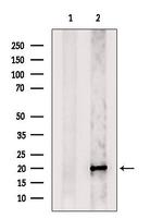 OR5AV1 Polyclonal Antibody