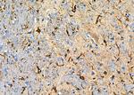 OR1A2 Antibody in Immunohistochemistry (Paraffin) (IHC (P))
