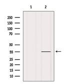 OR1A2 Antibody in Western Blot (WB)