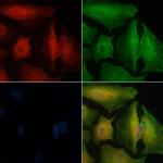 OR1M1 Antibody in Immunocytochemistry (ICC/IF)