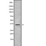 OR2L13 Polyclonal Antibody