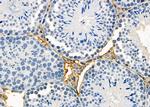 OR4D2 Antibody in Immunohistochemistry (Paraffin) (IHC (P))