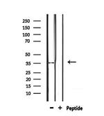 OR4D2 Antibody in Western Blot (WB)