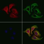 OR4D5 Polyclonal Antibody