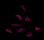 OR5T1 Antibody in Immunocytochemistry (ICC/IF)