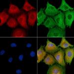 LGR7 Polyclonal Antibody